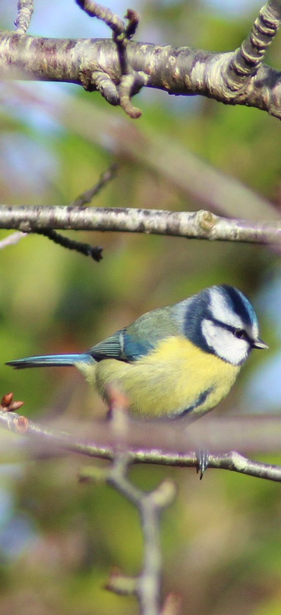Daz_Bell's tweet photo. @DorsetSnow 
@AlexisGreenTV 
@RSPBEngland 
@BBCSpringwatch 
@DrAmirKhanGP https://t.co/1osAfL5XIS