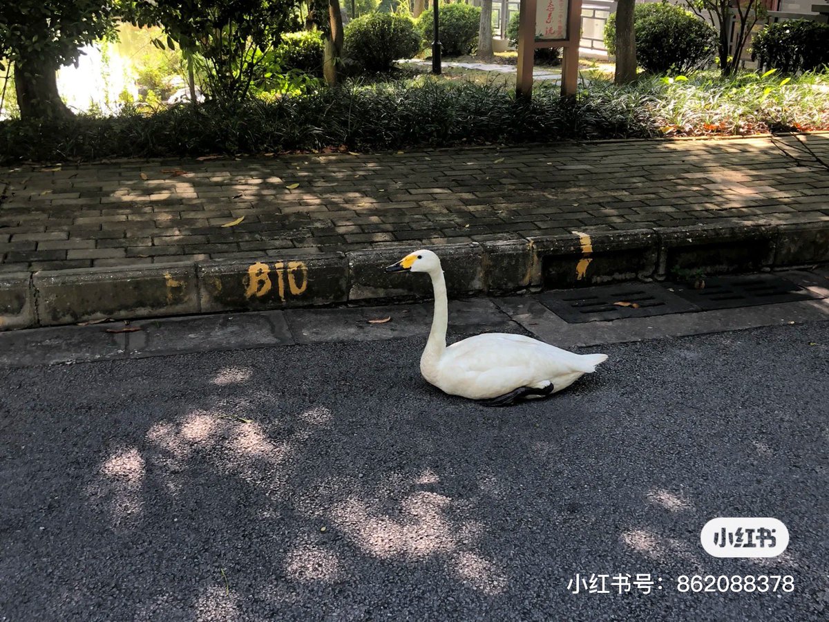 Crosfuniversity's tweet photo. Bringing a pet to school? Can you believe it?

Nanning No. 3 High School has established its own small zoo, which has many small animals, enriching children's after-school life.
#zoo #pet #afterschoollife #chinaceec https://t.co/P03UlDYpEW