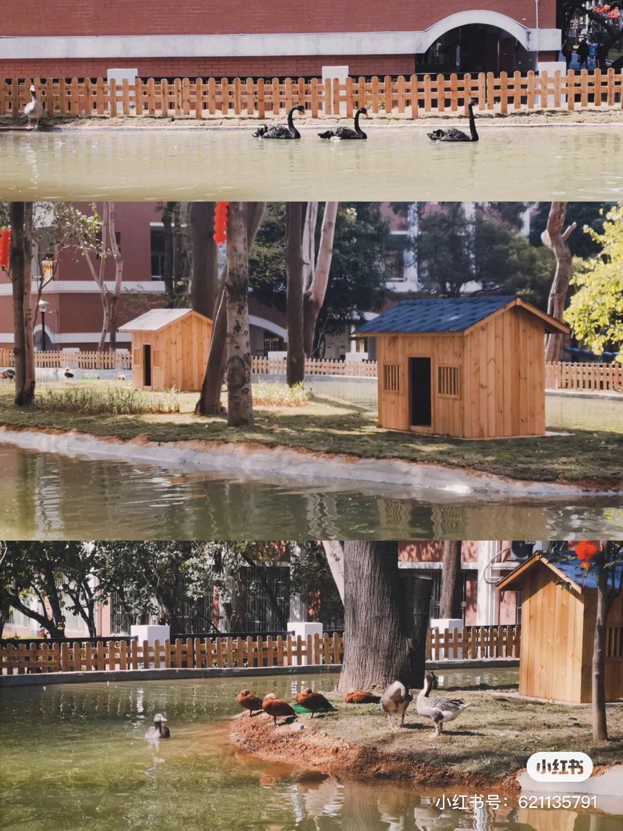 Crosfuniversity's tweet photo. Bringing a pet to school? Can you believe it?

Nanning No. 3 High School has established its own small zoo, which has many small animals, enriching children's after-school life.
#zoo #pet #afterschoollife #chinaceec https://t.co/P03UlDYpEW