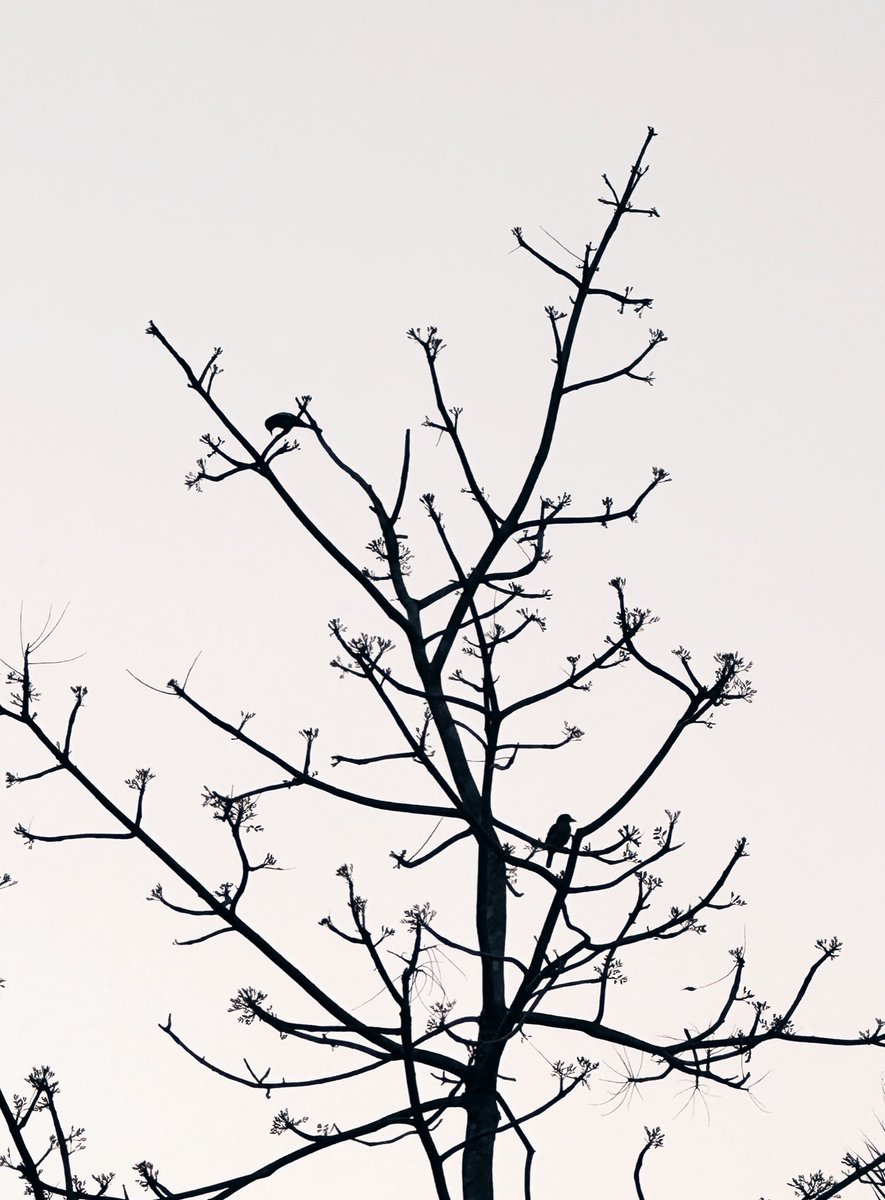 SachuAlex's tweet photo. Take a moment to appreciate the beauty of nature around you 🌿 #NatureLovers #NaturalBeauty https://t.co/yRoEtdQNZI