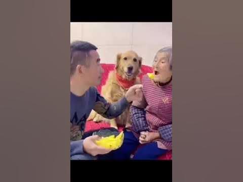 muvicut's tweet photo. Caring Dog Awww! #dog #doglover #viral #funny https://t.co/gps368jQFg https://t.co/o0Chc6un1n