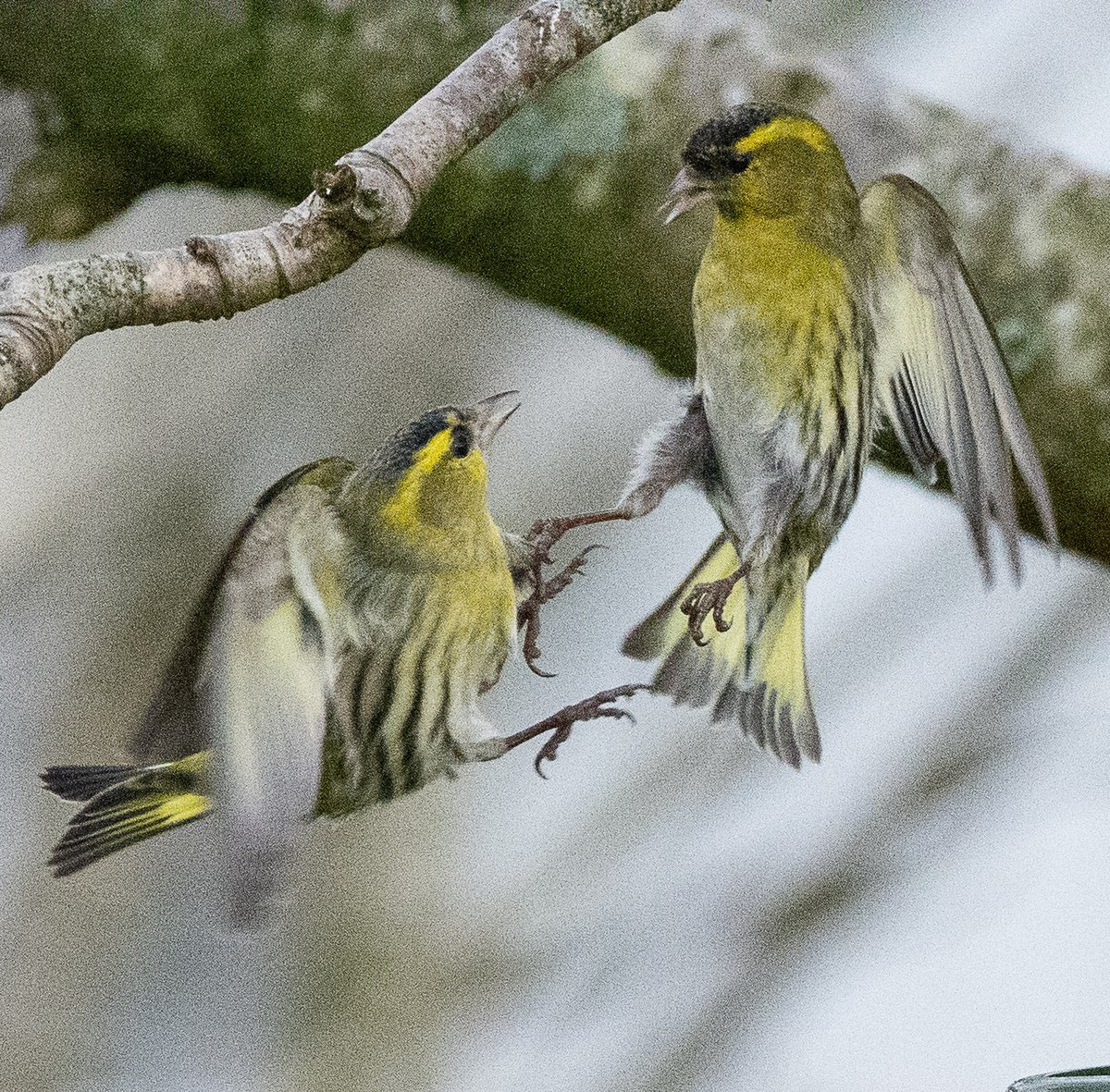 Things are getting feisty in finchland...
#BirdsOfTwitter #birdphotography #finches #siskin #redpoll
