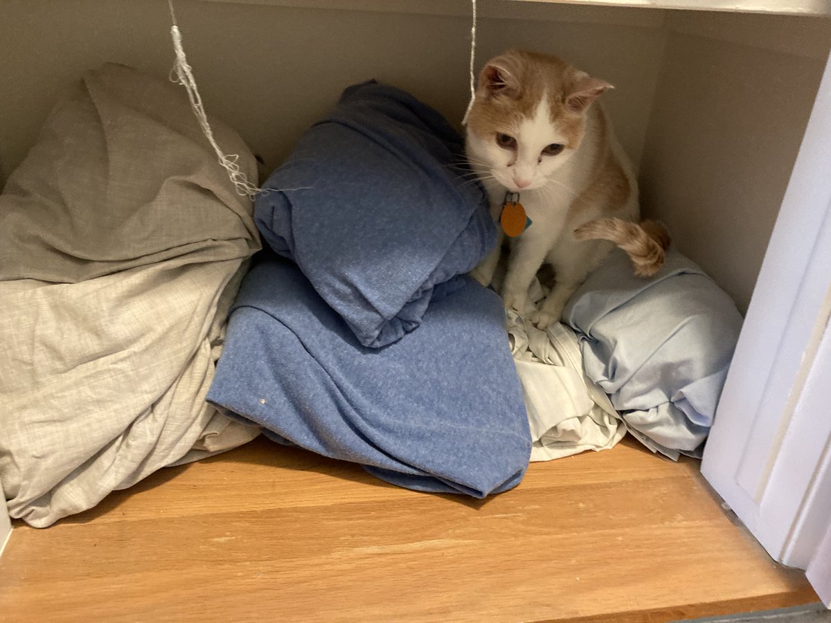 What do you do on #catboxsunday when you can’t find a 📦? Hide in the closet 😹😸😹