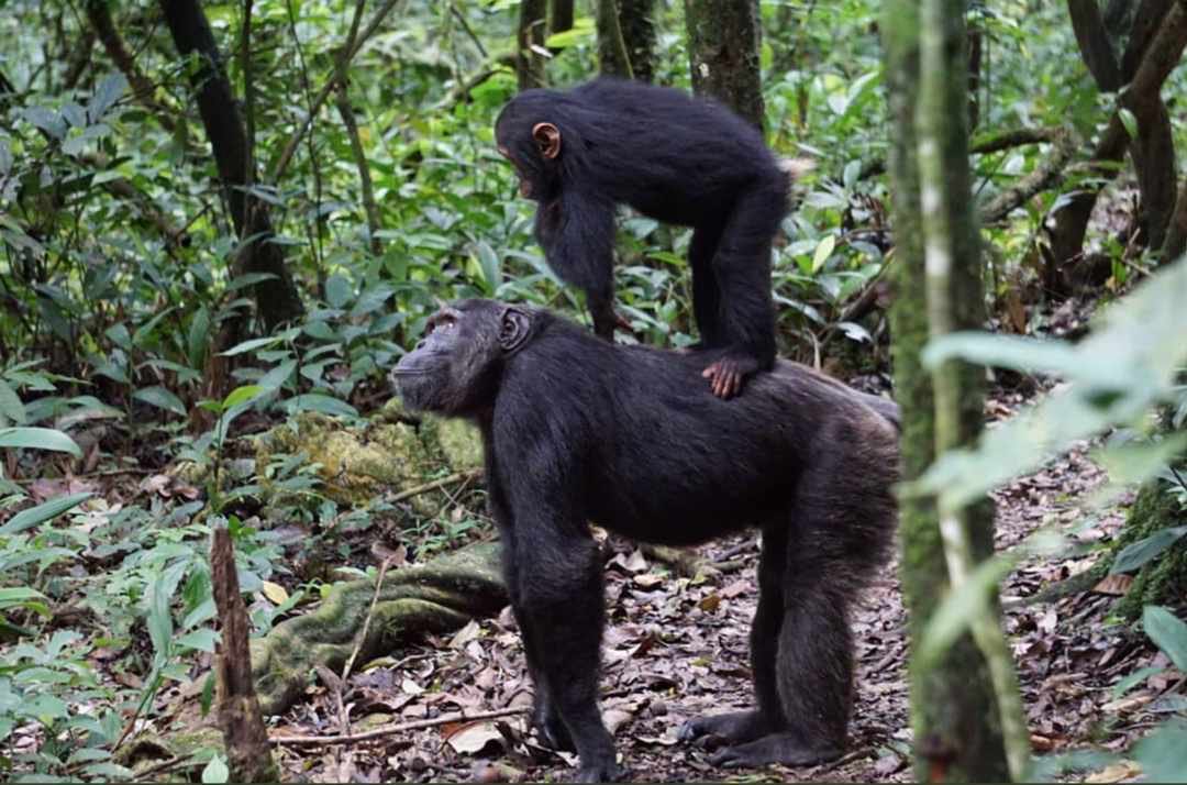 LetsgogorillaU's tweet photo. A take on the trek deep into the rainforest of Kibale National Park 60minutes with these wild and lively chimpanzees #Letsgogorillauganda #Exploreuganda #chimptracking https://t.co/9JA9HnmAhj