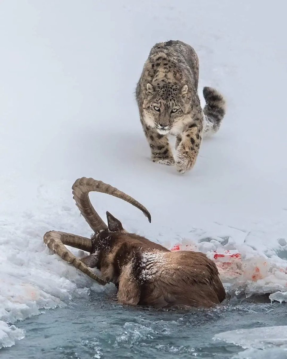 Indusland_'s tweet photo. A snow leopard warns the cameraman with a stare as it approaches to feast on it's kill of Himalayan Ibex. Karakorum National Park, Pakistan. https://t.co/ovF5LBDjMv