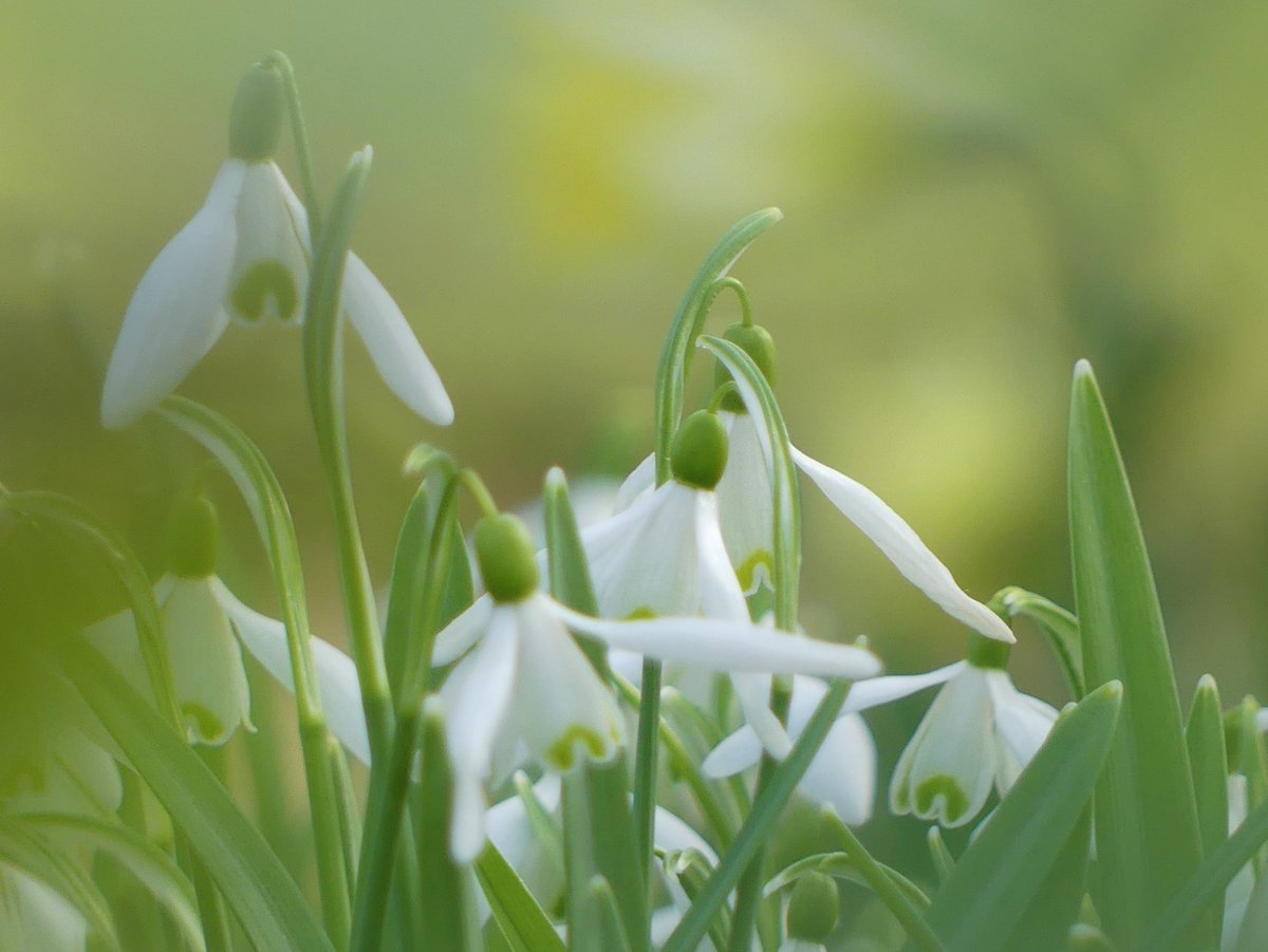 Wild_NEScot's tweet photo. Debatably wild I admit but a shame not to post them... #snowdrops #naturalised #sortof #signsofspring #wildflowerhour @WimpoleEstateNT @wildflower_hour https://t.co/mfdA5iW1tI