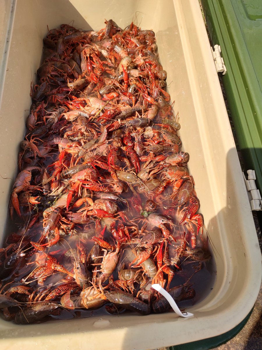 JoshuaTree713's tweet photo. About to go down at the tree house ๐ #71Tree #crawfish https://t.co/hePsPuel6r
