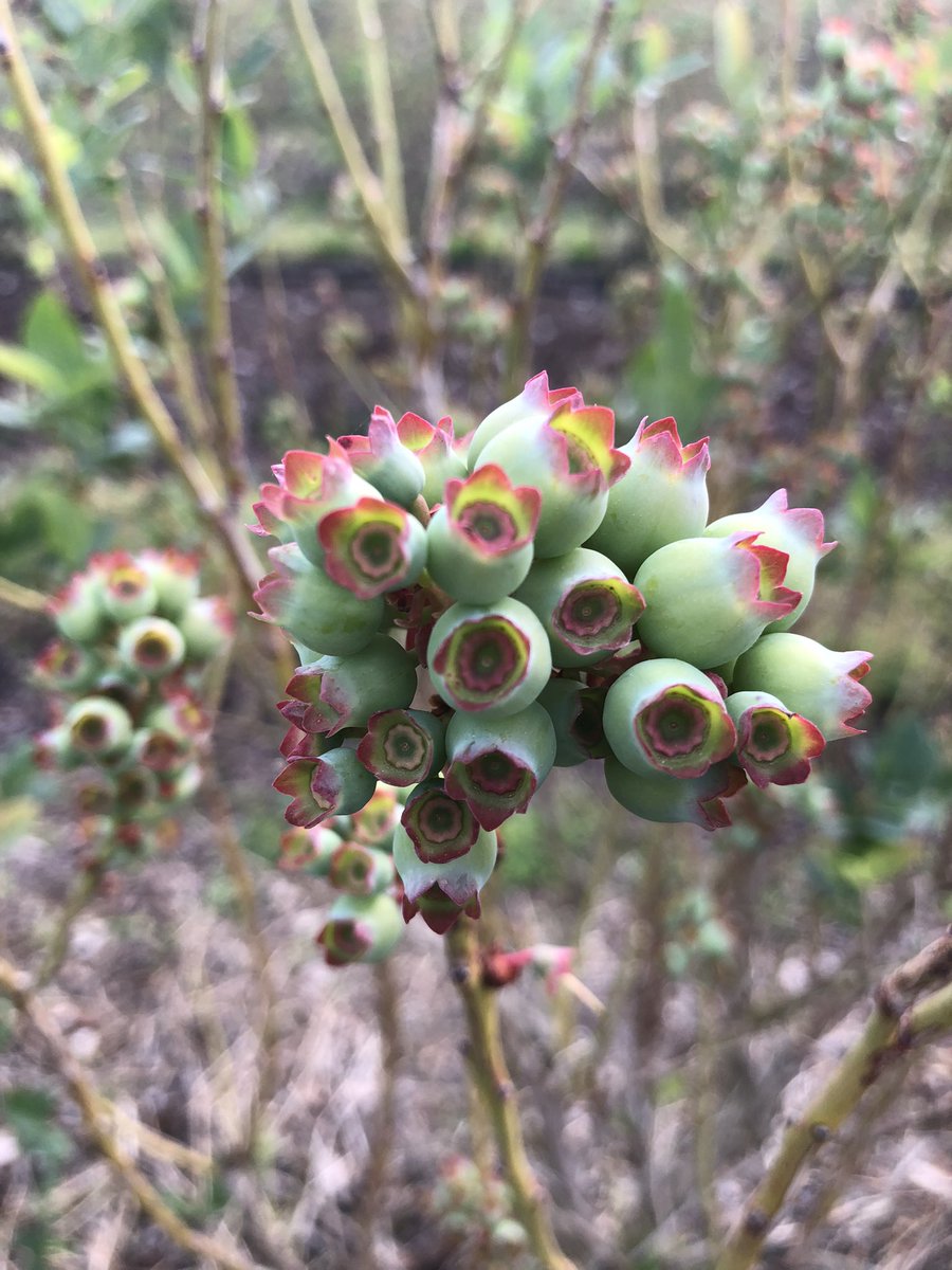 Blueberries buds are growing well….will keep everyone posted for pre-pick/u-pick. Tentatively end April and early May.