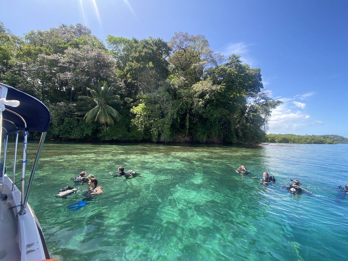 BauriedelH's tweet photo. Today's dive with @MangroveMatt in Bocas del Toro, we got to observe the differences between a recently bleached and healthy reef! Porites furcata was the most common coral in both locations due to its increased resilience to bleaching events. Check out all the jellies! #3Cs43 https://t.co/fvY8tZunGv