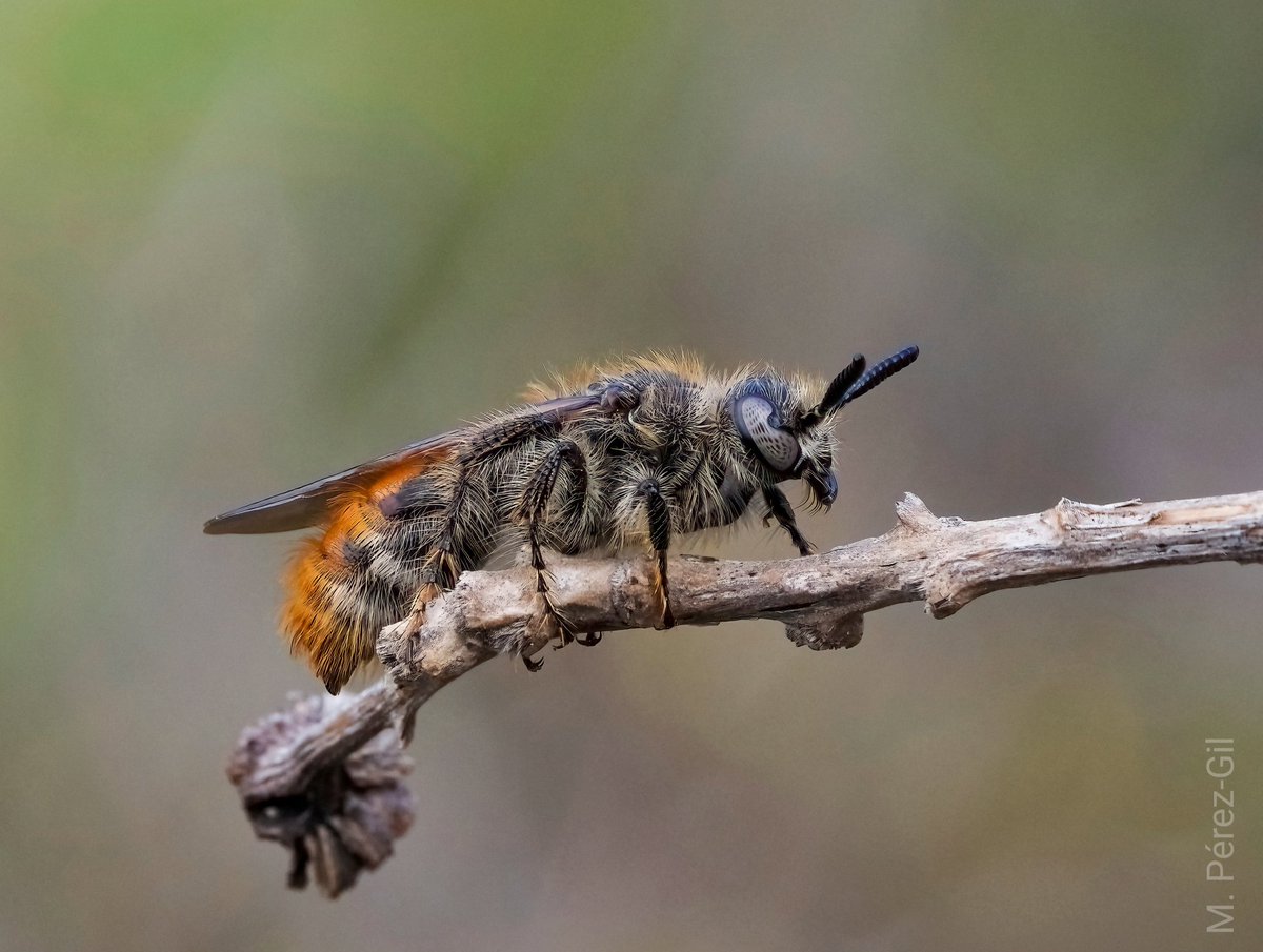 Mónica Pérez-Gil tweet media
