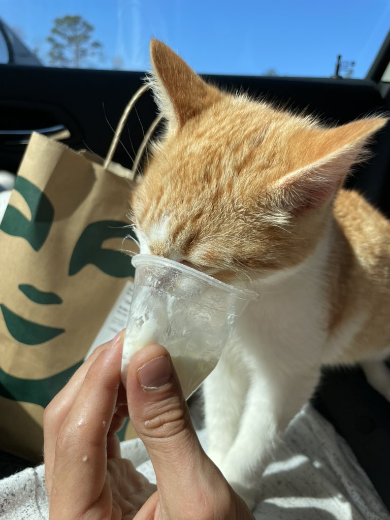 stoneysimmer's tweet photo. @Starbucks Garfield says thank you https://t.co/UJoK8YQFpY