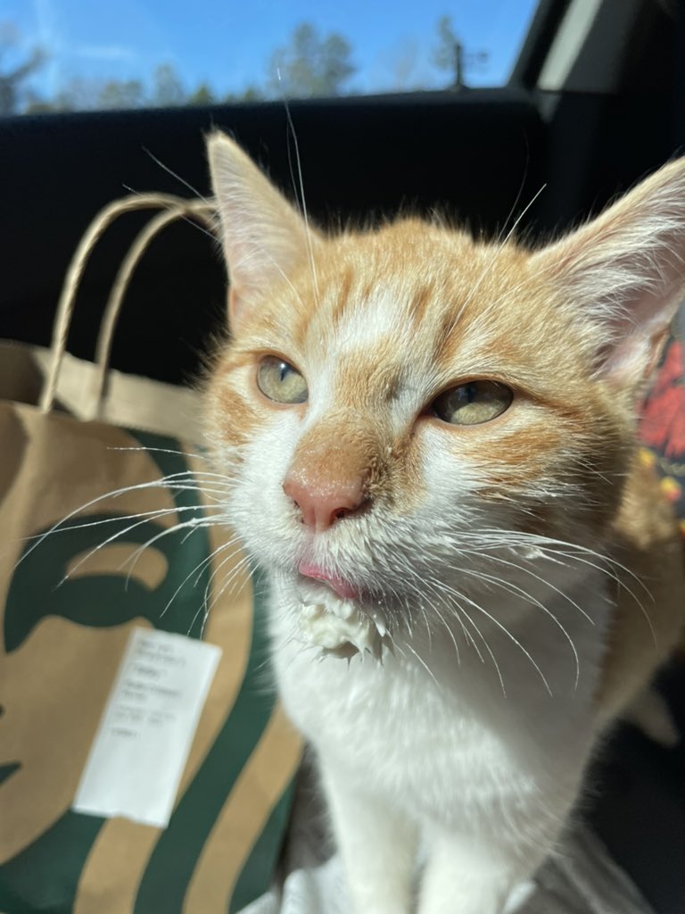 stoneysimmer's tweet photo. @Starbucks Garfield says thank you https://t.co/UJoK8YQFpY