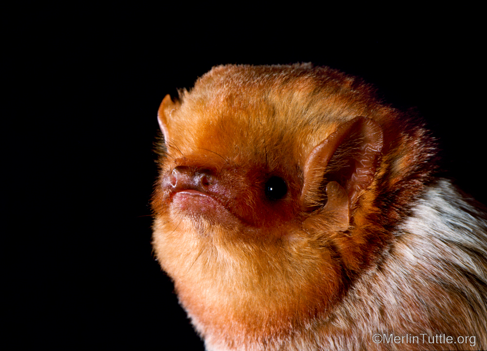 😌 What emoji best describes your response to this adult male eastern red bat (Lasiurus borealis)? #batsarecool #thanksbetobats #savethebats #m#helpingbatshelpspeople #merlintuttlesbatconservation #mtbc