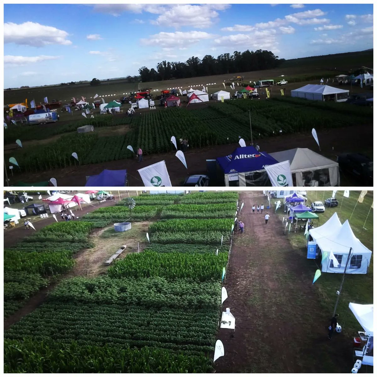 IngAgrJosMarti1's tweet photo. Presentes en la 2° Jornada de Tecnologia para el Agro y Produccion con Biologicos 💦🌱🔬👨🔬
#biologicos #microorganismos #hongos #tecnologias #virus #bacterias #inquima #ideelab #tecnobio #alltec #agronomia https://t.co/Rv3Y5xrKLK