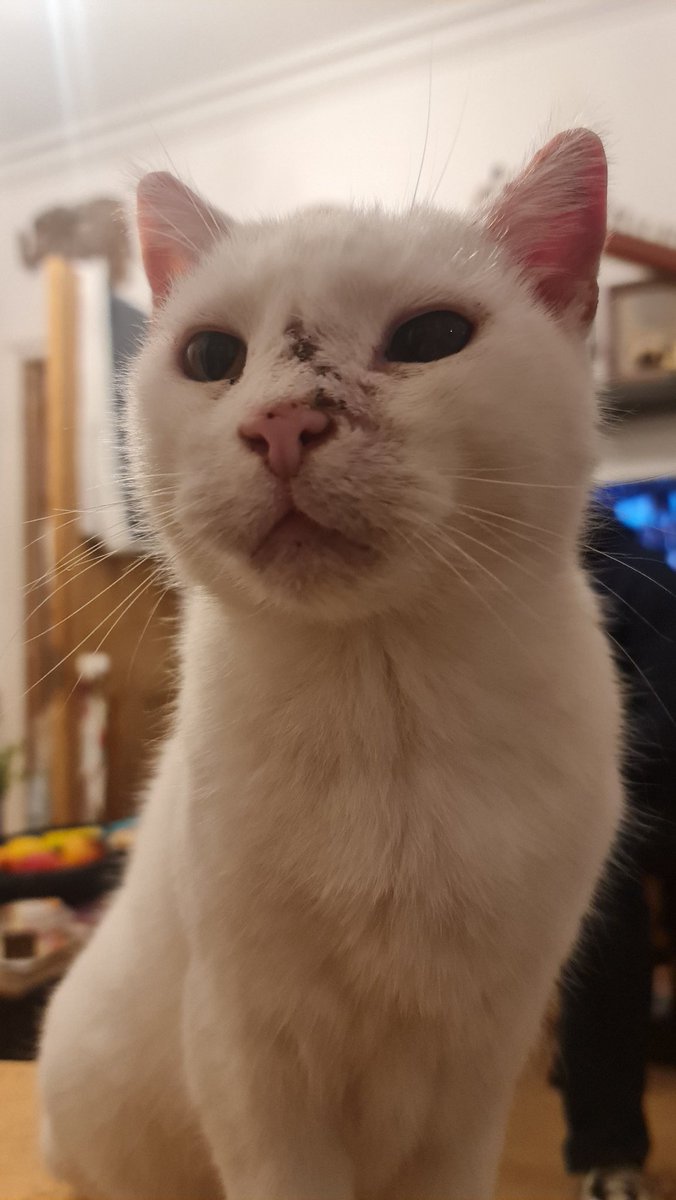 MyloStreet's tweet photo. Hi all.
How are you ? 
😽😽😻😼🐾🐾 https://t.co/6WyhxcKVTB