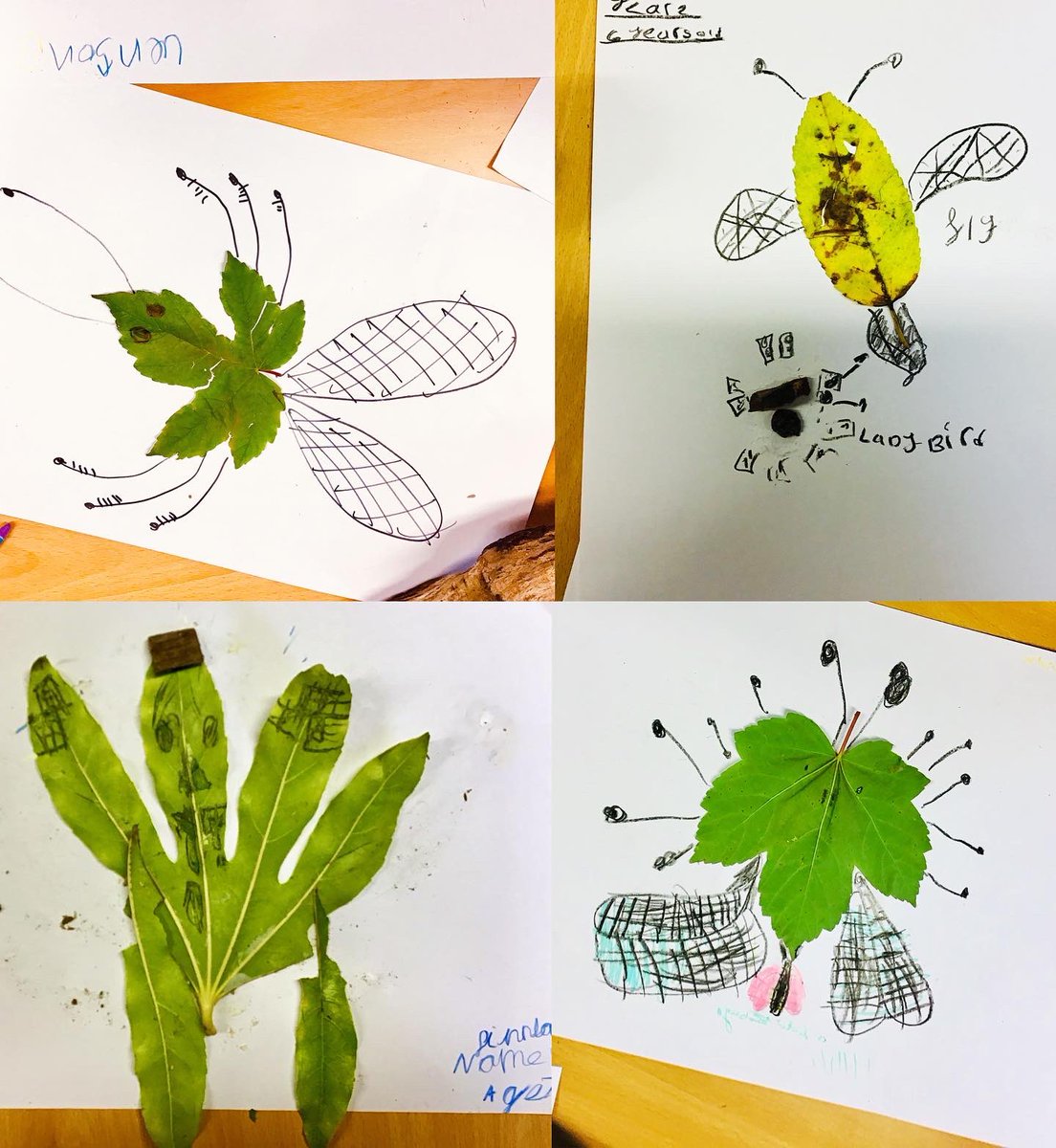 yuvalzommer's tweet image. “Curiosity is the main energy...”

― Robert Rauschenberg

Leaf bugs by my talented readers!  
#EveryChildIsAnArtist #RecycleCreate #bigbookskidart #natureart #kidart #recyclecraftcreate #TheBigBookOfBugs #kidsneednature