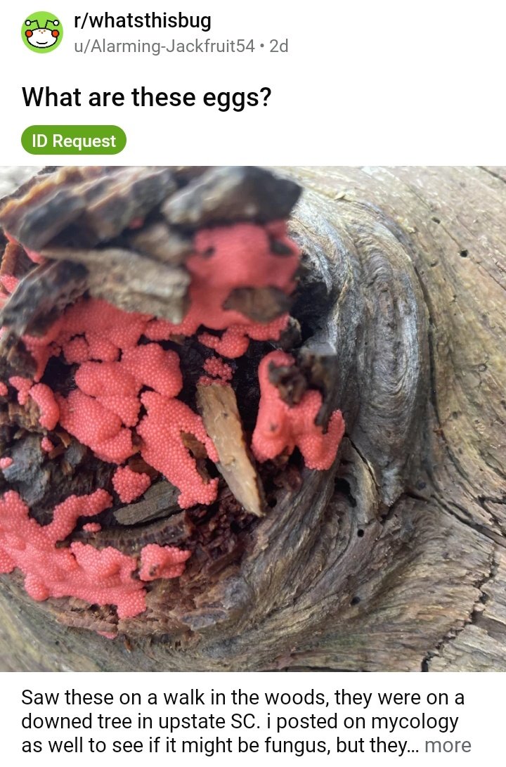rotarydials's tweet photo. r/whatsthisbug has a slime guy that they summon on command https://t.co/B1ssP92uUW
