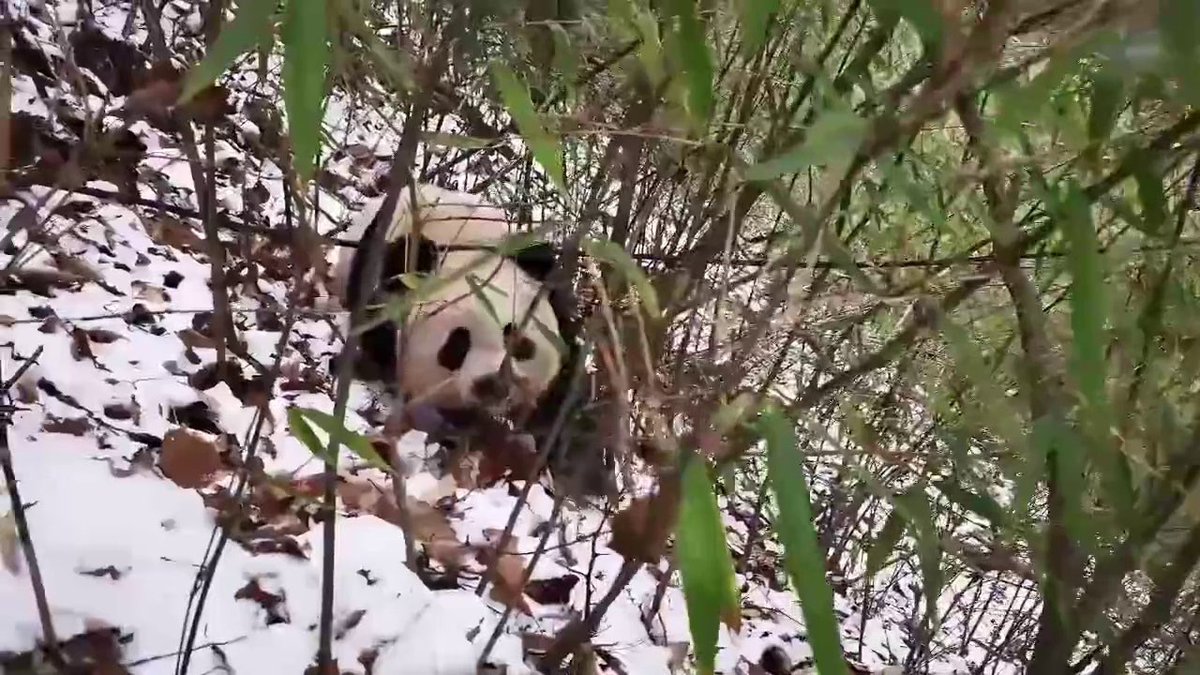 pandas_fr's tweet image. 🐼 😧 Un garde de la réserve naturelle de #Foping mordu par un #panda sauvage : une mère panda qui était avec son bébé @visitshaanxi ⤵️

panda.fr/un-garde-de-la…