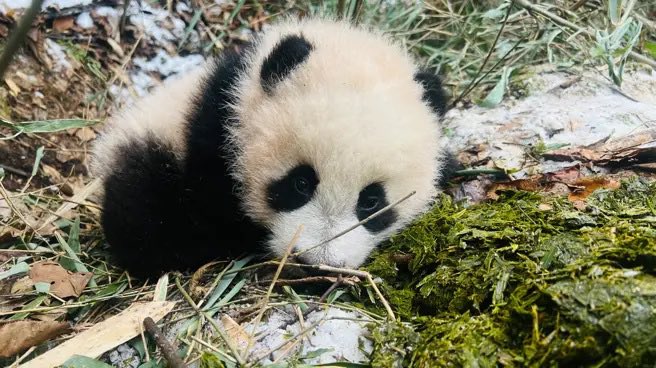 pandas_fr's tweet image. 🐼 😧 Un garde de la réserve naturelle de #Foping mordu par un #panda sauvage : une mère panda qui était avec son bébé @visitshaanxi ⤵️

panda.fr/un-garde-de-la…