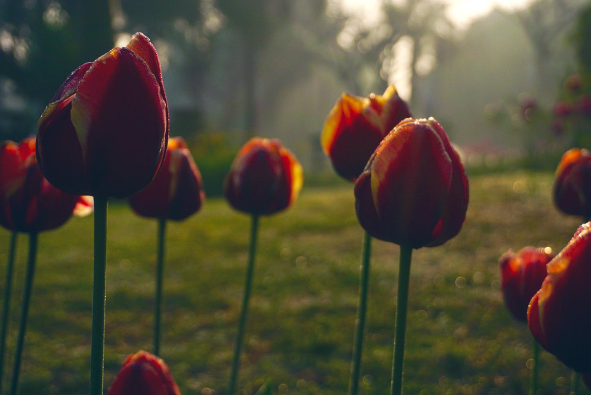 shalinivenugopal tweet media