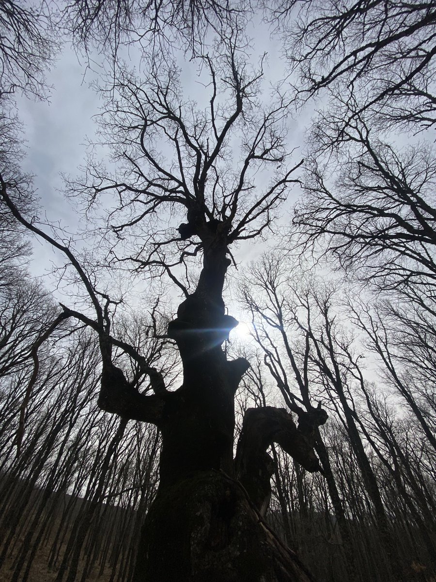jschacon's tweet image. El gran Roble en el Piélago. Una zona muy bonita q no conocía.
