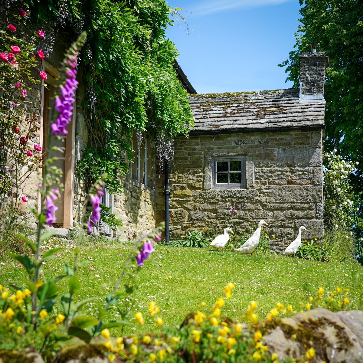 peaklass1's tweet photo. I've gone giddy with the first signs of leaves and lambs and sunshine, and I've launched lots of new Spring and Summer images in my little online shop, all now available to buy as Greeting Cards, Prints or Canvases. Spring is springing! 😍

More here: https://t.co/VoG3BtpyBI https://t.co/DuzM5x6f8y