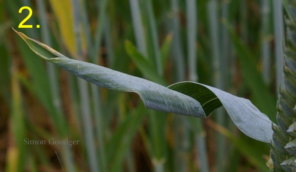 Simon Goodger tweet media