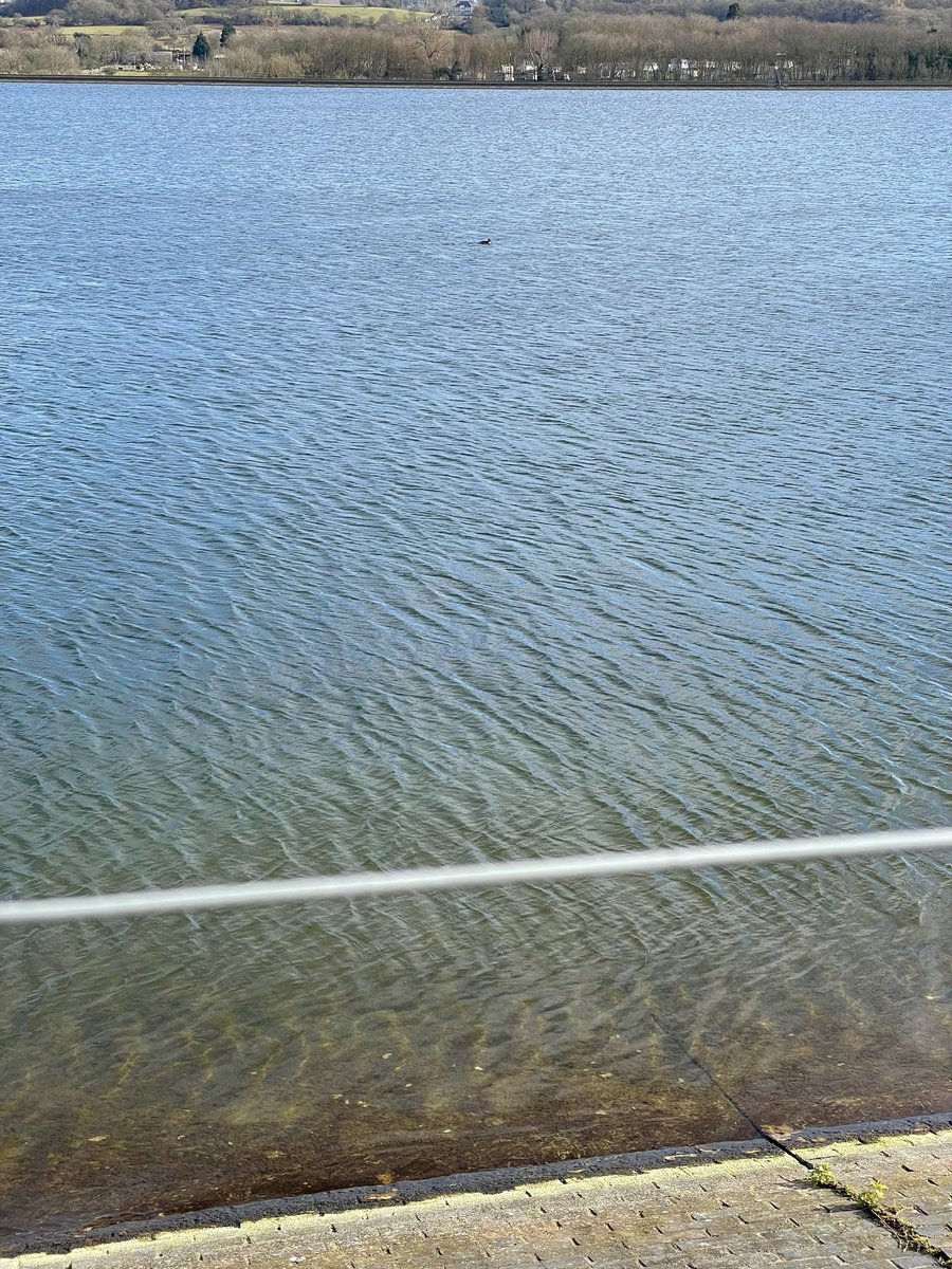 Now that’s what I call a good day’s birding in London! Smew, 4 Goosander, Scaup, point blank views of #Lifer Red-necked Grebe, Slavonian Grebe, and a bonus rolling Raven. Absolutely worth the 5 hour round trip. KGV Reservoir. <a href="/LondonBirdClub/">London Bird Club</a> #londonbirds