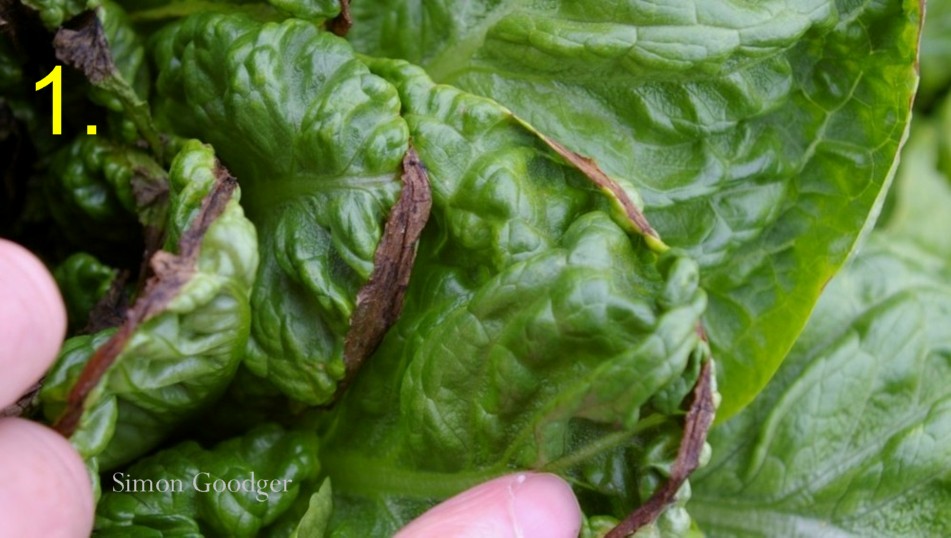 Simon Goodger tweet media