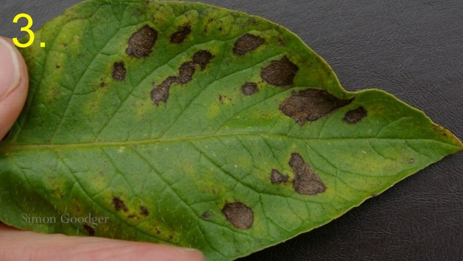 Simon Goodger tweet media