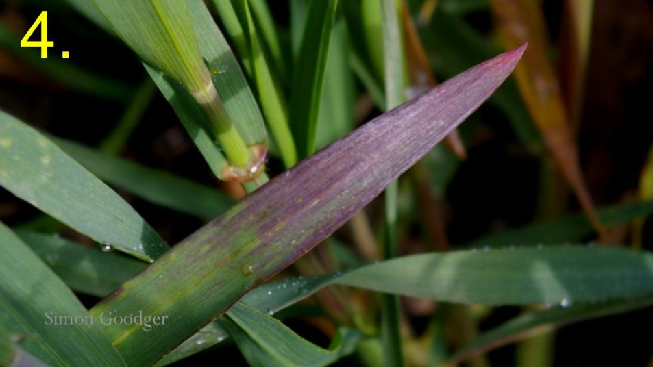 Simon Goodger tweet media