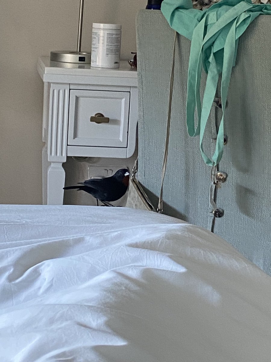 Sloan_75's tweet photo. @NeddlePeddle This little robin came to visit me in bed every day on holiday. https://t.co/upsm1Tay1Z