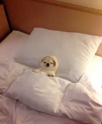 espressoobeann's tweet photo. How I slept last night after this degen bet on CSU hit. Go rams? 🐏 https://t.co/6V5qMXRV9Y