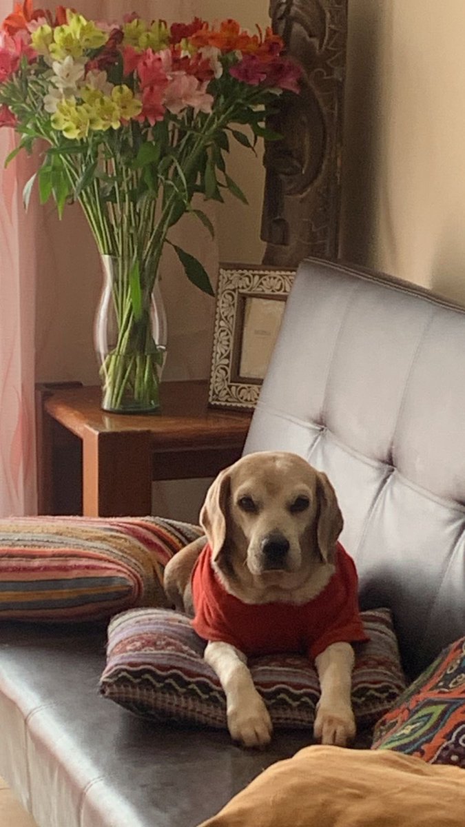 Soy el consentido de mi mamá humana