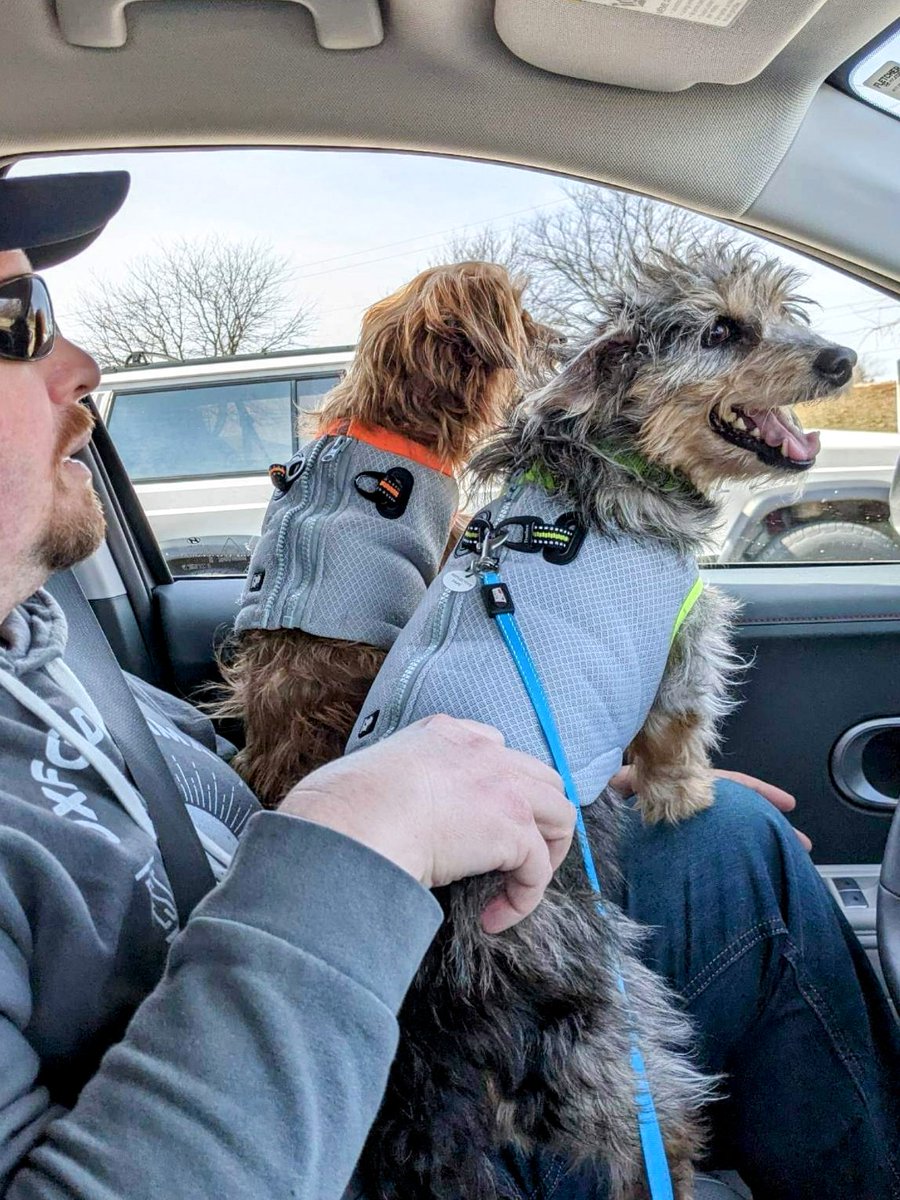 First outing since we rescued him. Did well, and Cactus took him to get a pup cup at Scooters. #adogcalledavocado #cactusthedorkiedog