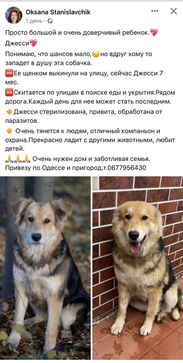 31st_tram's tweet photo. Репост, будь ласка! Одеса. Чудо пес шукає дім.

До речі, завдяки О��сані моя мама знайшла свою песиню, яка зараз блискуче пухнасте найніжніше створіння та справжній друг❤️ https://t.co/GSZAkxH3UV