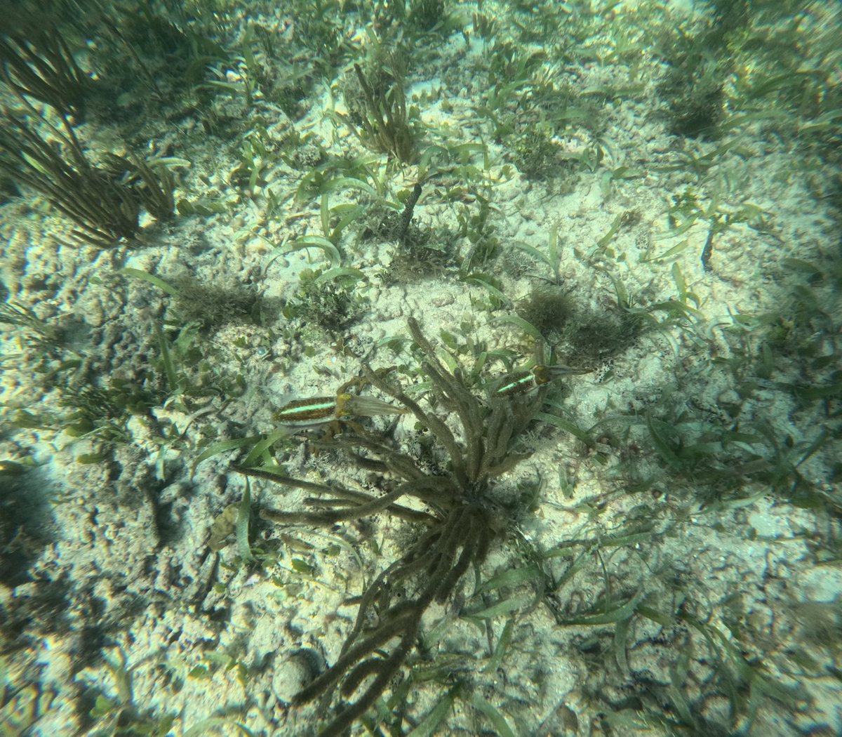 cori_carlston's tweet photo. Seagrass beds provide unique habitat for a wide array of marine species, whether that be lizardfish, squid, or sea cucumbers! These meadows of vegetation turn bare sediment into havens of refuge and food supply for organisms at all trophic levels.🐚🦐🐠🦈 #3Cs43 https://t.co/ZobkQKtWTT