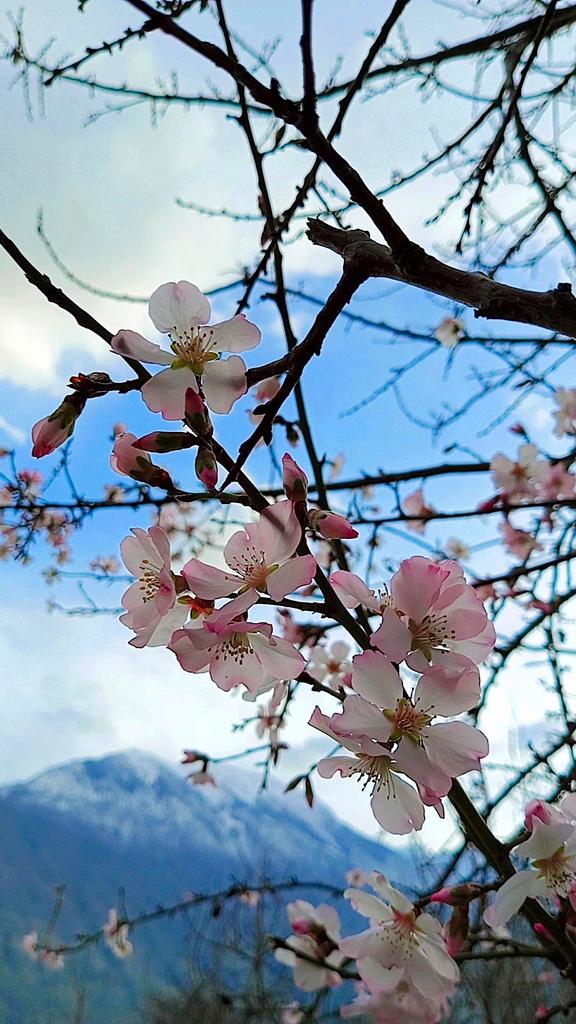 ShazminaSharif9's tweet photo. آمد نو بهار 🌸🌸                                            

A new spring has arrived!! 
May y'all have a new beginning full of fresh hope for the seasons ahead. 
#welcomespring2023 #beautifulgilgitbaltistan https://t.co/8buExTctp6