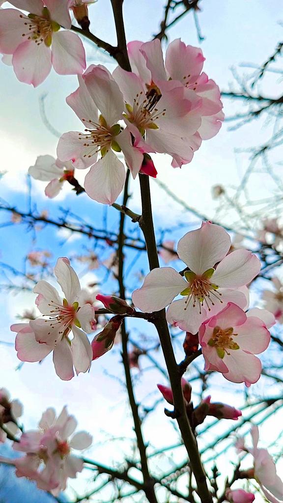 ShazminaSharif9's tweet photo. آمد نو بهار 🌸🌸                                            

A new spring has arrived!! 
May y'all have a new beginning full of fresh hope for the seasons ahead. 
#welcomespring2023 #beautifulgilgitbaltistan https://t.co/8buExTctp6