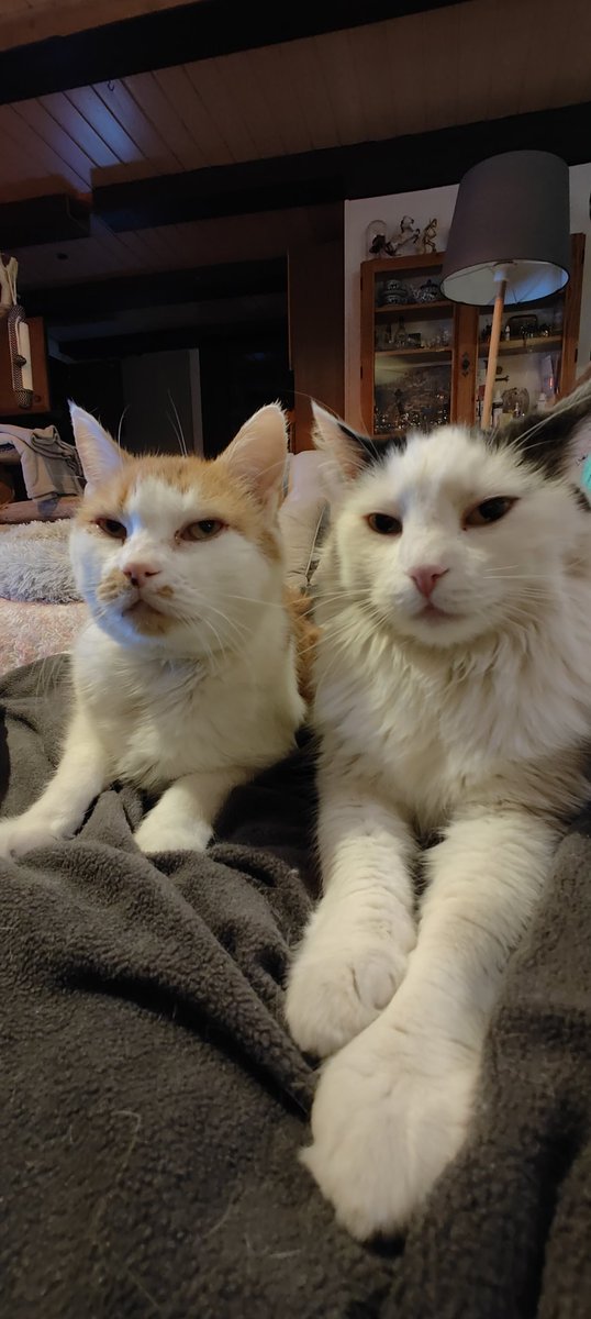 KarasekKurt's tweet photo. #frisch #gebürstet #fesche #buam #catlover @catlover #CBD #hanf #für #unsere #gesundheit #und #ein #schönes #fell https://t.co/seMPprQqE5
