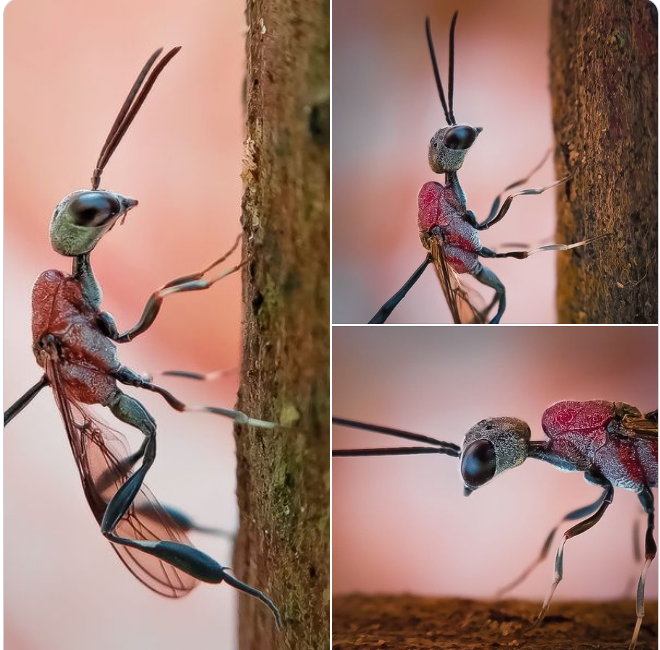 Photo : Thimira Dinisuru
#bbcwildlifepotd 
#netgeoyourshot 
#apexel 
#macrobrilliance 
#macro_brilliance 
#macrophoto 
#insect 
#macroperfection 
#macroinsect 
#mobilphotography 
#macrophotography 
#macro
#Huawei 
#nature 
#naturephotography 
#insects