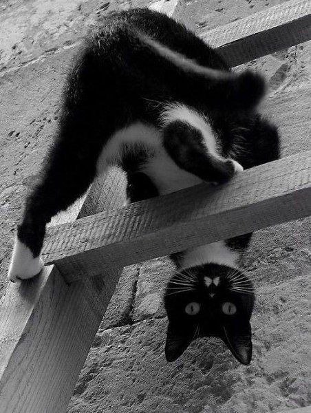 Thonycerda's tweet photo. Els cans vénen quan se'ls crida; els moixos reben el missatge i t'atenen després si volen. #mascotas #perros #dog #gatos #perro #cans #moixos #mascotasfelices #animales #doglover #mascota #a #perrosfelices #cat #gato  #moix #llucmajor #love #doglovers #perritos #petshop https://t.co/rqI6uBbO7T