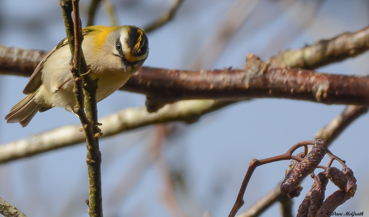 DavidMcGrath42's tweet photo. If only Firecrests could talk......... today at the #Gearagh #Cork 19/2/23 https://t.co/nTYtHxOfkr