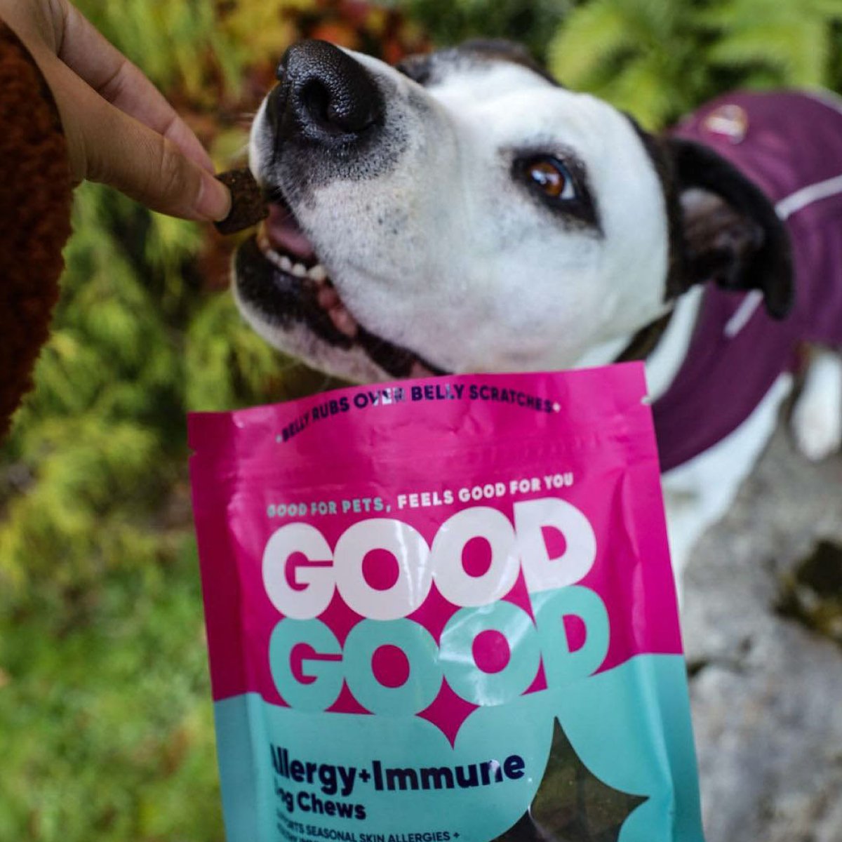 MatrixPartners_'s tweet image. Who wouldn't love to be #treated to a #supplement like Good Good? 🐶 💞
Luckily, through our #influencer 🤳 program, we were able to get this amazing product 
into the #paws of #pups who want to live their goodest life.
📷: @lilo_lovebug