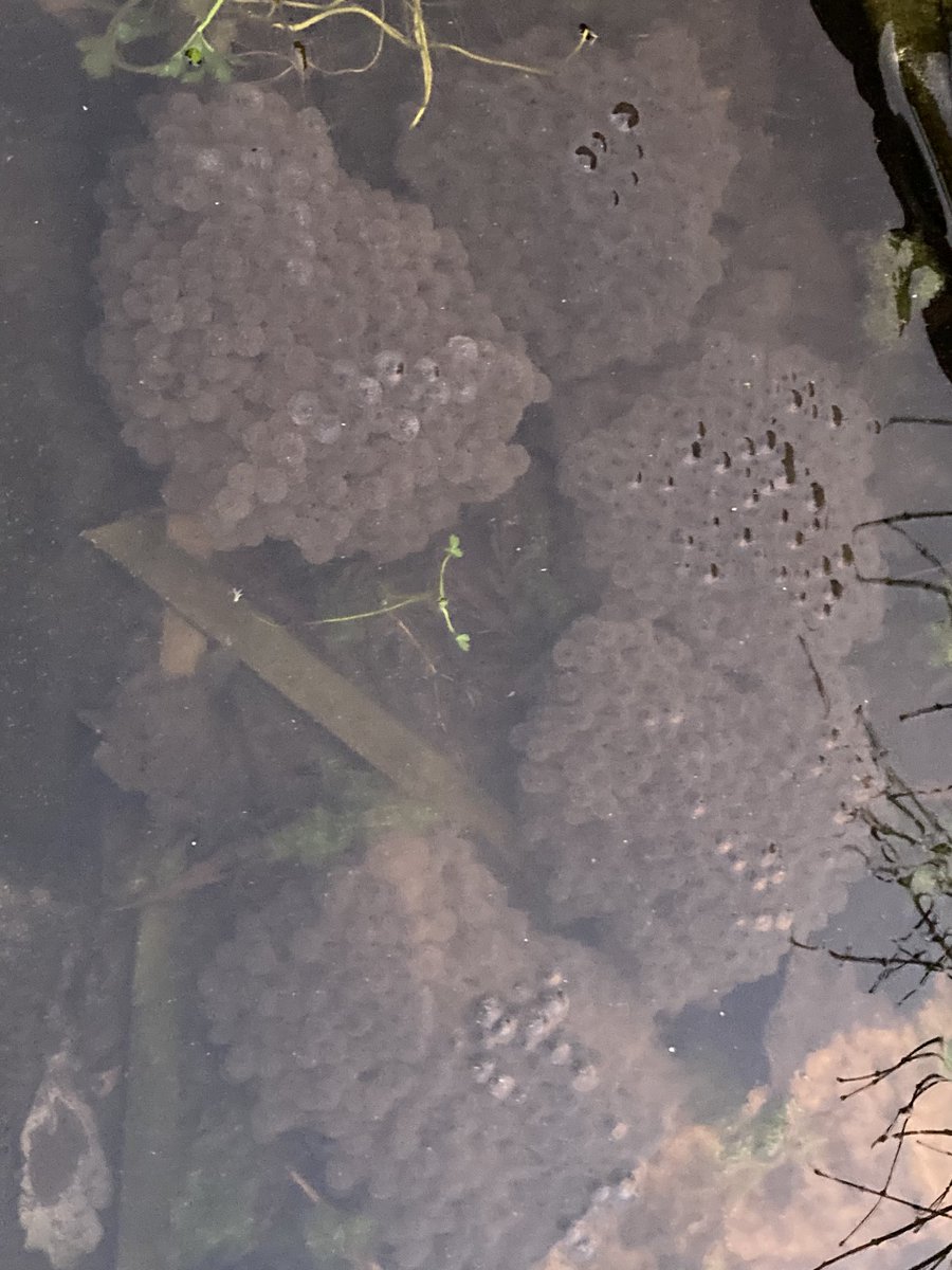 CymraesSwil's tweet photo. Just found frogspawn in our new pond. Very excited! https://t.co/zJzJZrFEdi