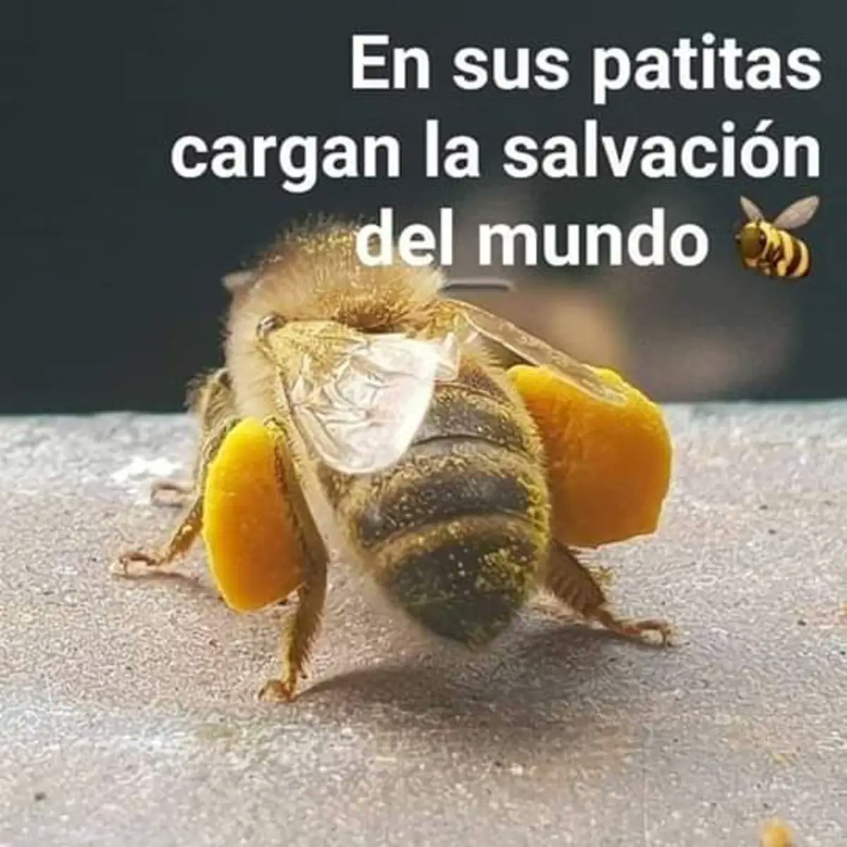 RincnCuriosoo's tweet photo. 💛🐝🍯 https://t.co/PrRJraZy6T