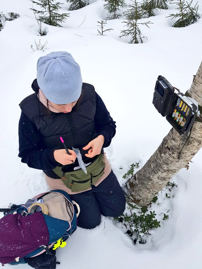 Back to the #fieldwork winter edition🌲❄️🦊 (the effort in the snow Is worth the beautiful photos) #borealforest #wildlifeconservation
@LammiStation @helsinkiuni