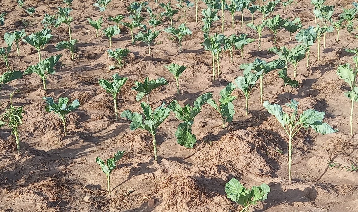 JohnMacharia202's tweet photo. Monocropping  encourages the build up of pest and diseases, resulting In misuse of agro chemical farming inputs, and biodiversity  loss  In agroecology, we promote diversity, crop rotation and mulching.@RescopeProgramm @HakiNawiri @FundAgroecology @scope_kenya https://t.co/v1c86ZPJ3q