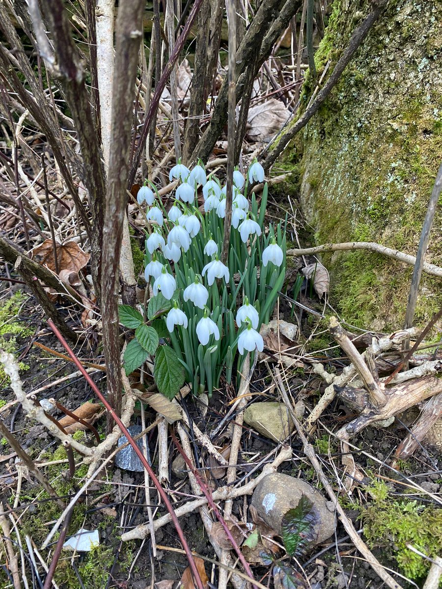 The first signs of Spring! Snowdrops are a beautiful and delicate beginning of spring, and we know that the new season is just around the corner as soon as we see the snowdrops starting to appear along the driveway into Cote Ghyll. season on 1st March