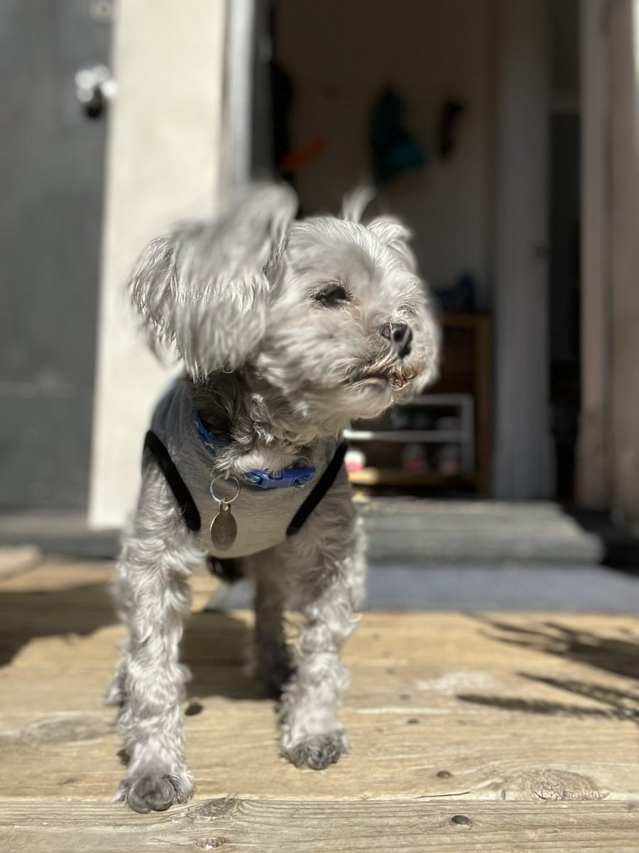 Aussieshell4 tweet media